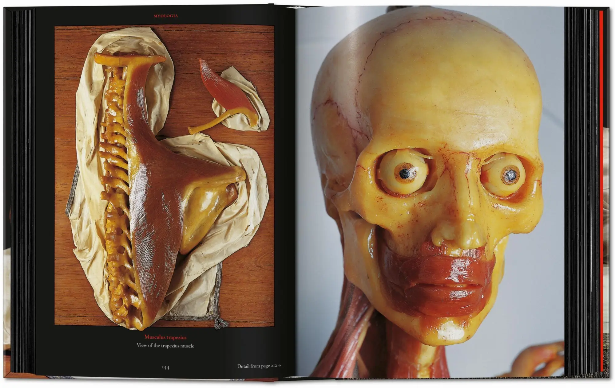 Bild: 9783754402177 | Anatomical Waxes | Marta Poggesi | Buch | 45th Edition | 512 S. | 2025
