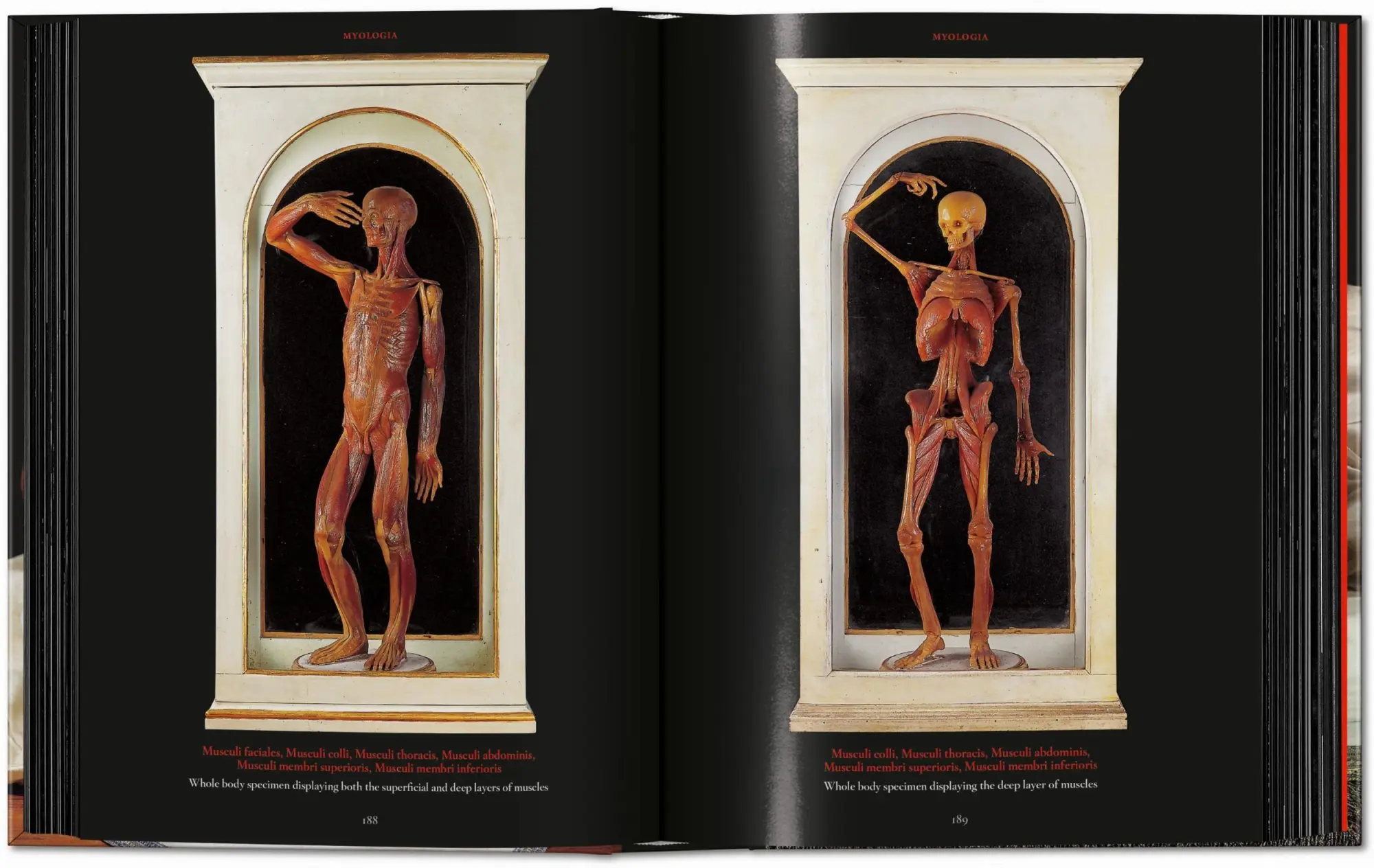 Bild: 9783754402177 | Anatomical Waxes | Marta Poggesi | Buch | 45th Edition | 512 S. | 2025