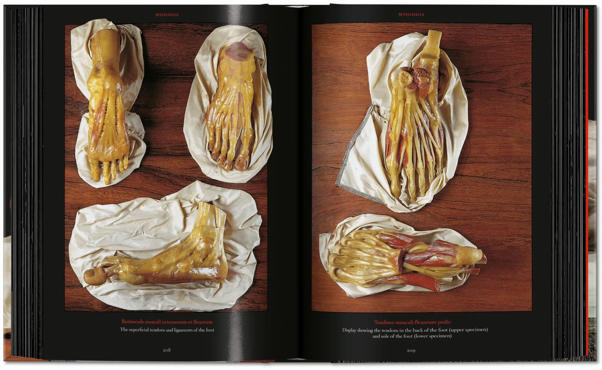 Bild: 9783754402177 | Anatomical Waxes | Marta Poggesi | Buch | 45th Edition | 512 S. | 2025