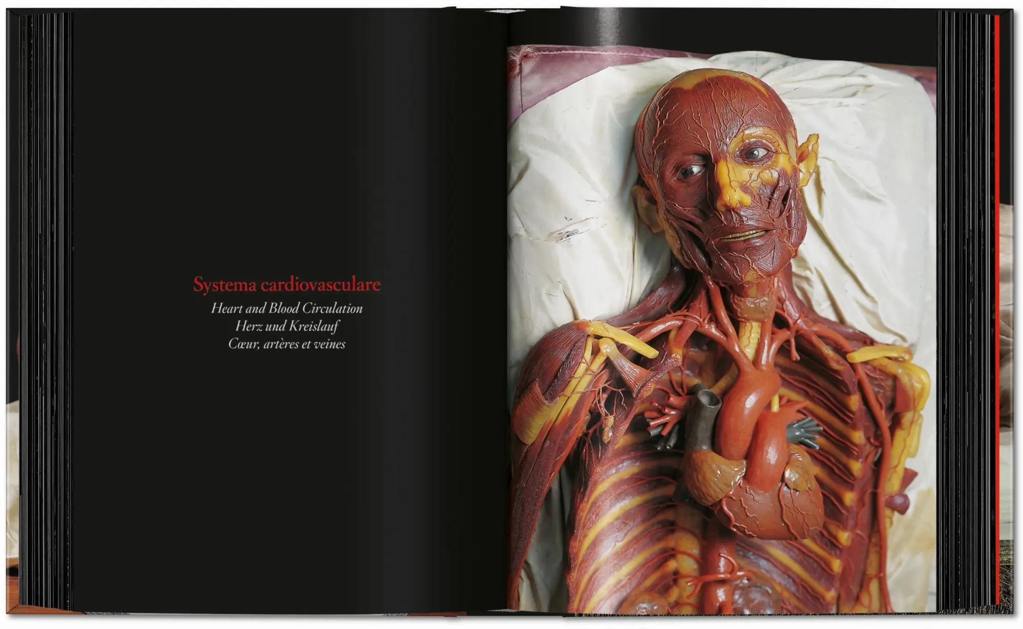 Bild: 9783754402177 | Anatomical Waxes | Marta Poggesi | Buch | 45th Edition | 512 S. | 2025