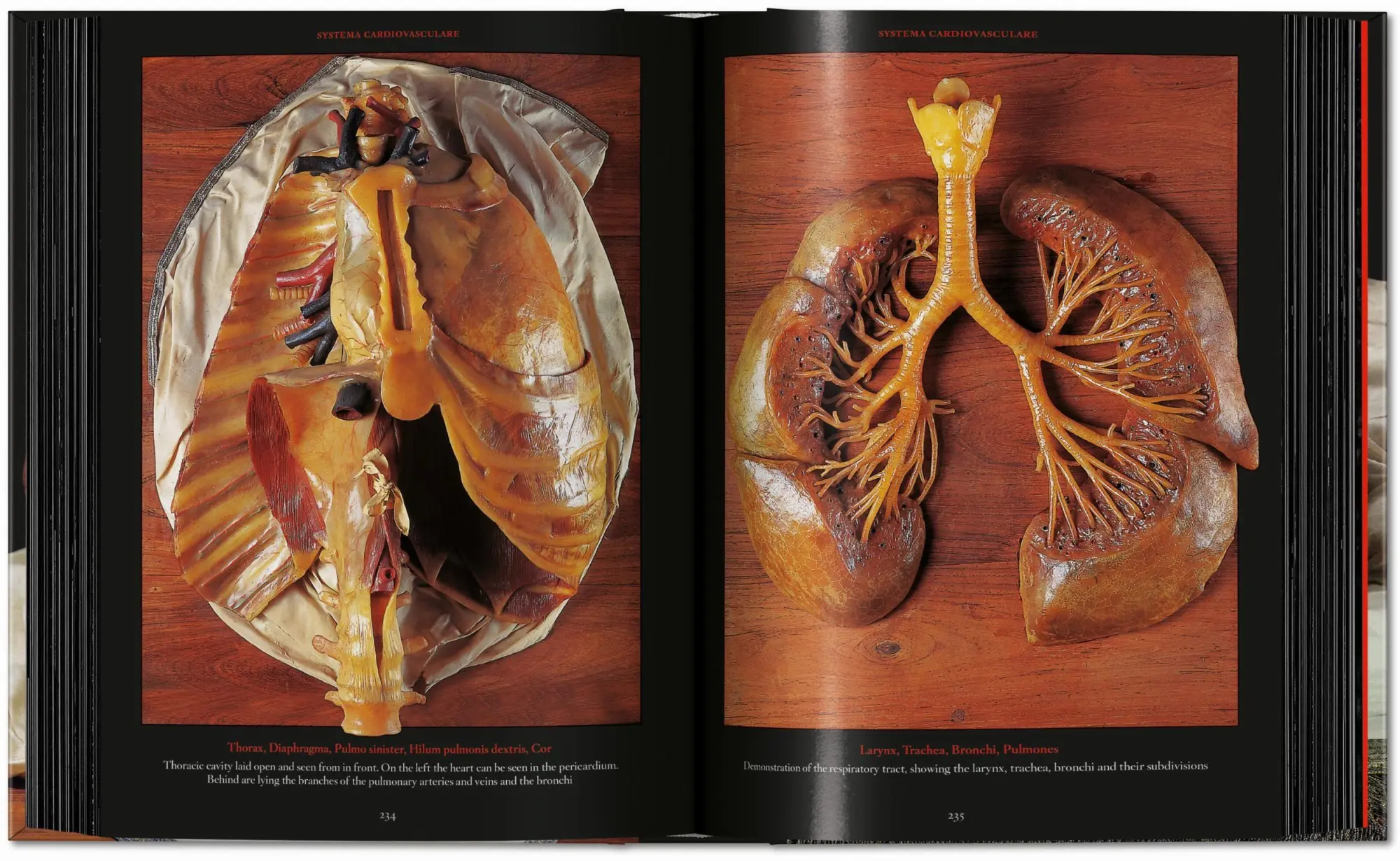 Bild: 9783754402177 | Anatomical Waxes | Marta Poggesi | Buch | 45th Edition | 512 S. | 2025