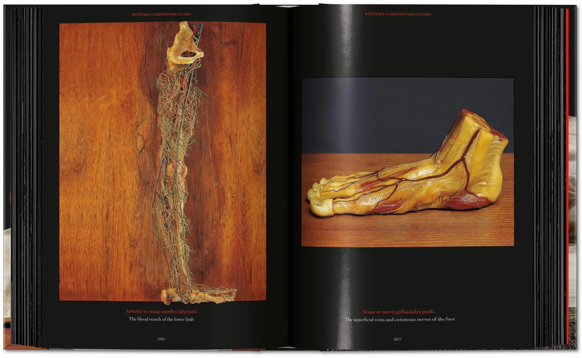 Bild: 9783754402177 | Anatomical Waxes | Marta Poggesi | Buch | 45th Edition | 512 S. | 2025