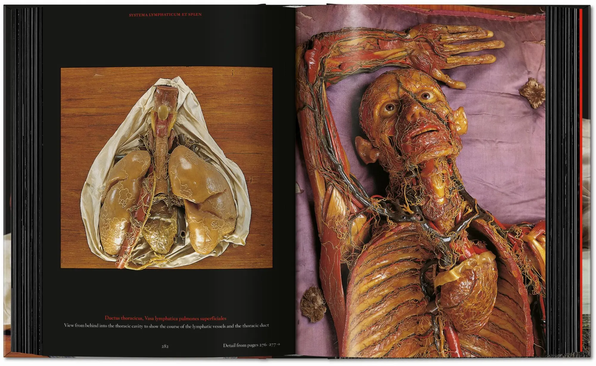 Bild: 9783754402177 | Anatomical Waxes | Marta Poggesi | Buch | 45th Edition | 512 S. | 2025