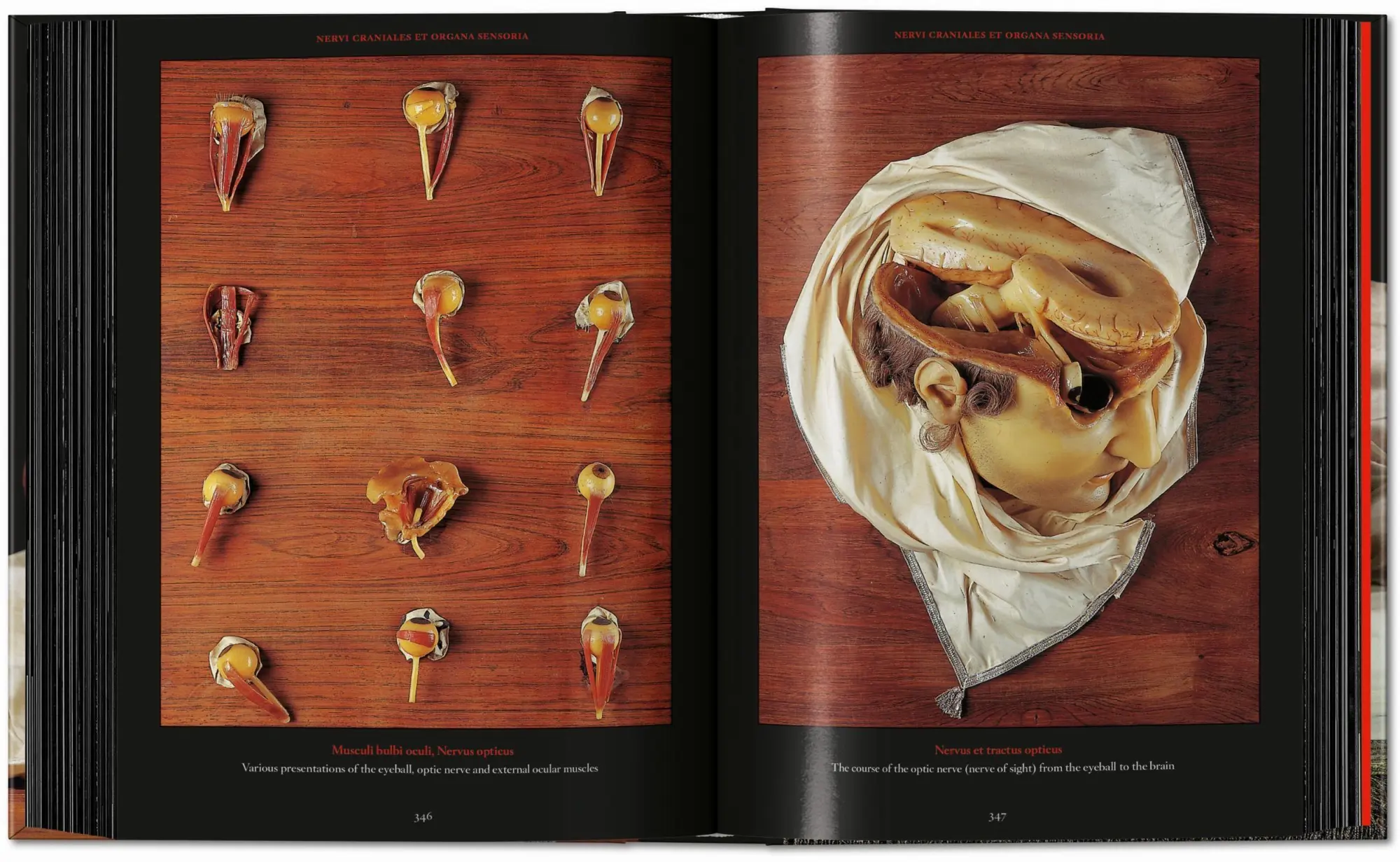Bild: 9783754402177 | Anatomical Waxes | Marta Poggesi | Buch | 45th Edition | 512 S. | 2025