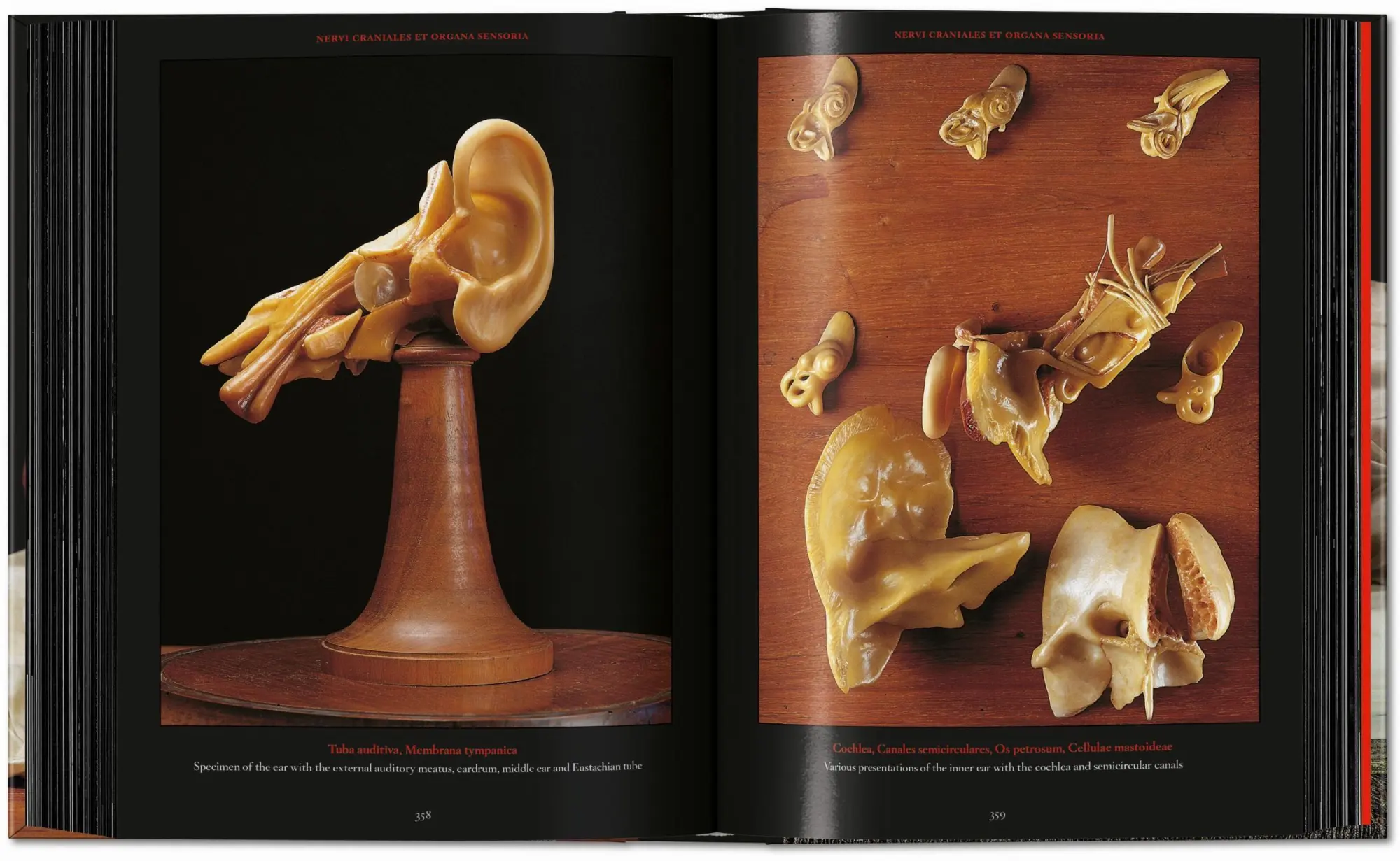 Bild: 9783754402177 | Anatomical Waxes | Marta Poggesi | Buch | 45th Edition | 512 S. | 2025