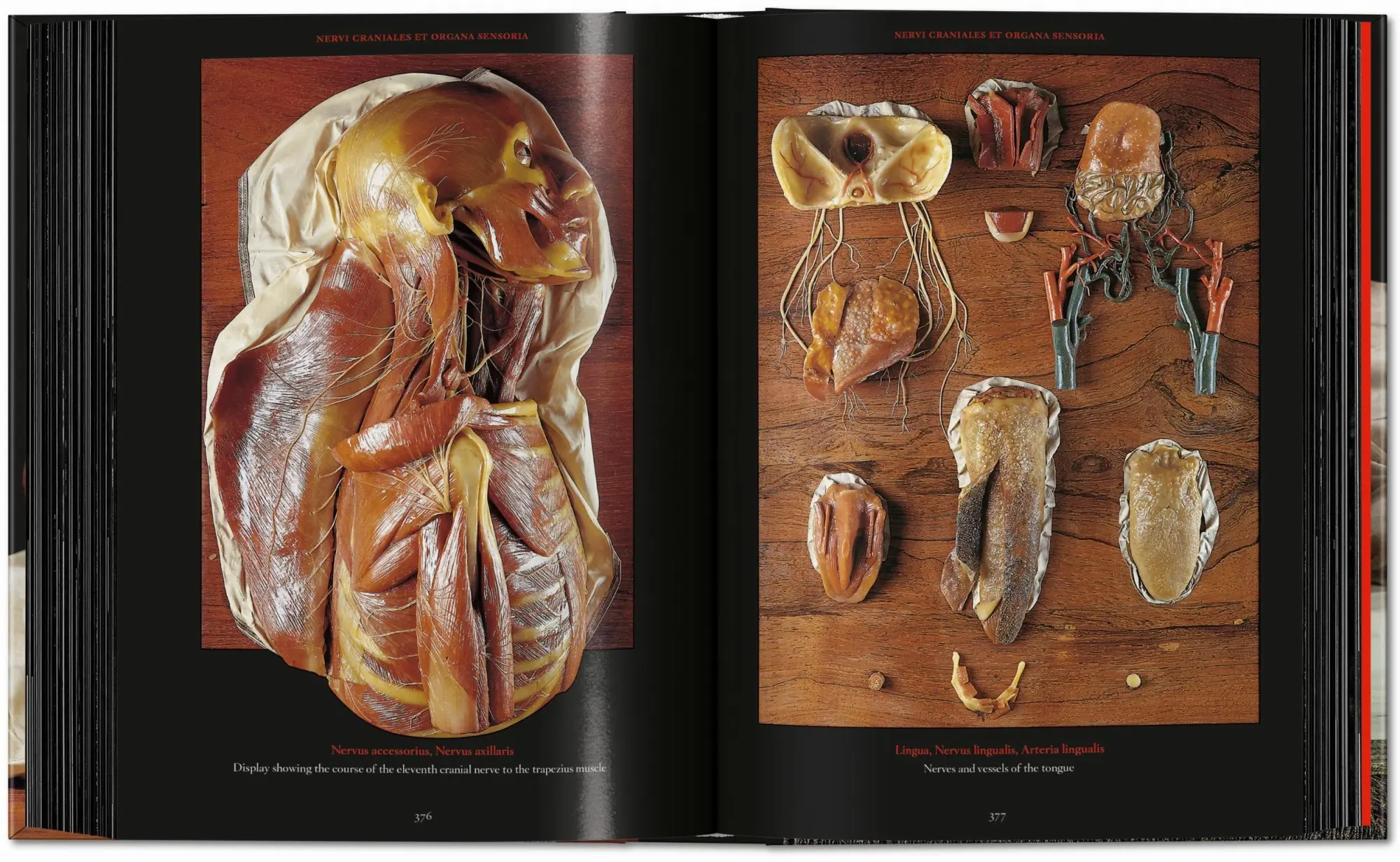 Bild: 9783754402177 | Anatomical Waxes | Marta Poggesi | Buch | 45th Edition | 512 S. | 2025