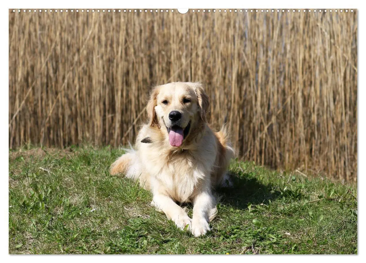 Bild: 9783435542277 | Golden Retriever ein treuer Begleiter (Wandkalender 2025 DIN A2...