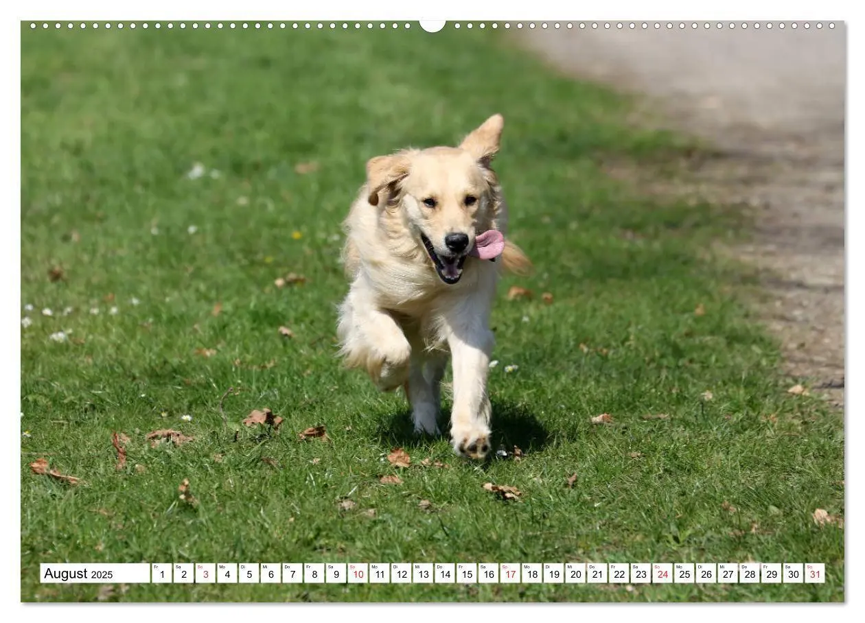 Bild: 9783435542277 | Golden Retriever ein treuer Begleiter (Wandkalender 2025 DIN A2...