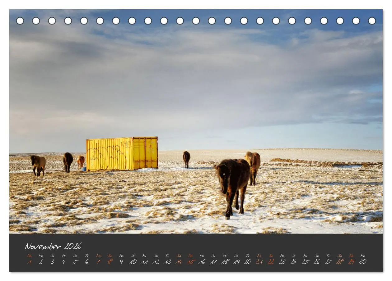 Bild: 9783457322277 | Islandpferde im Isi-Land (Tischkalender 2026 DIN A5 quer), CALVENDO...