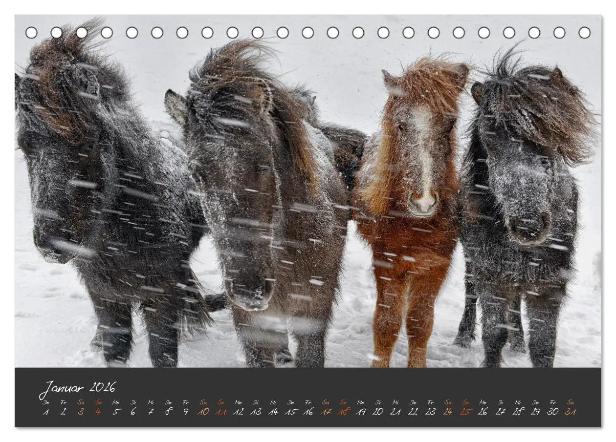 Bild: 9783457322277 | Islandpferde im Isi-Land (Tischkalender 2026 DIN A5 quer), CALVENDO...