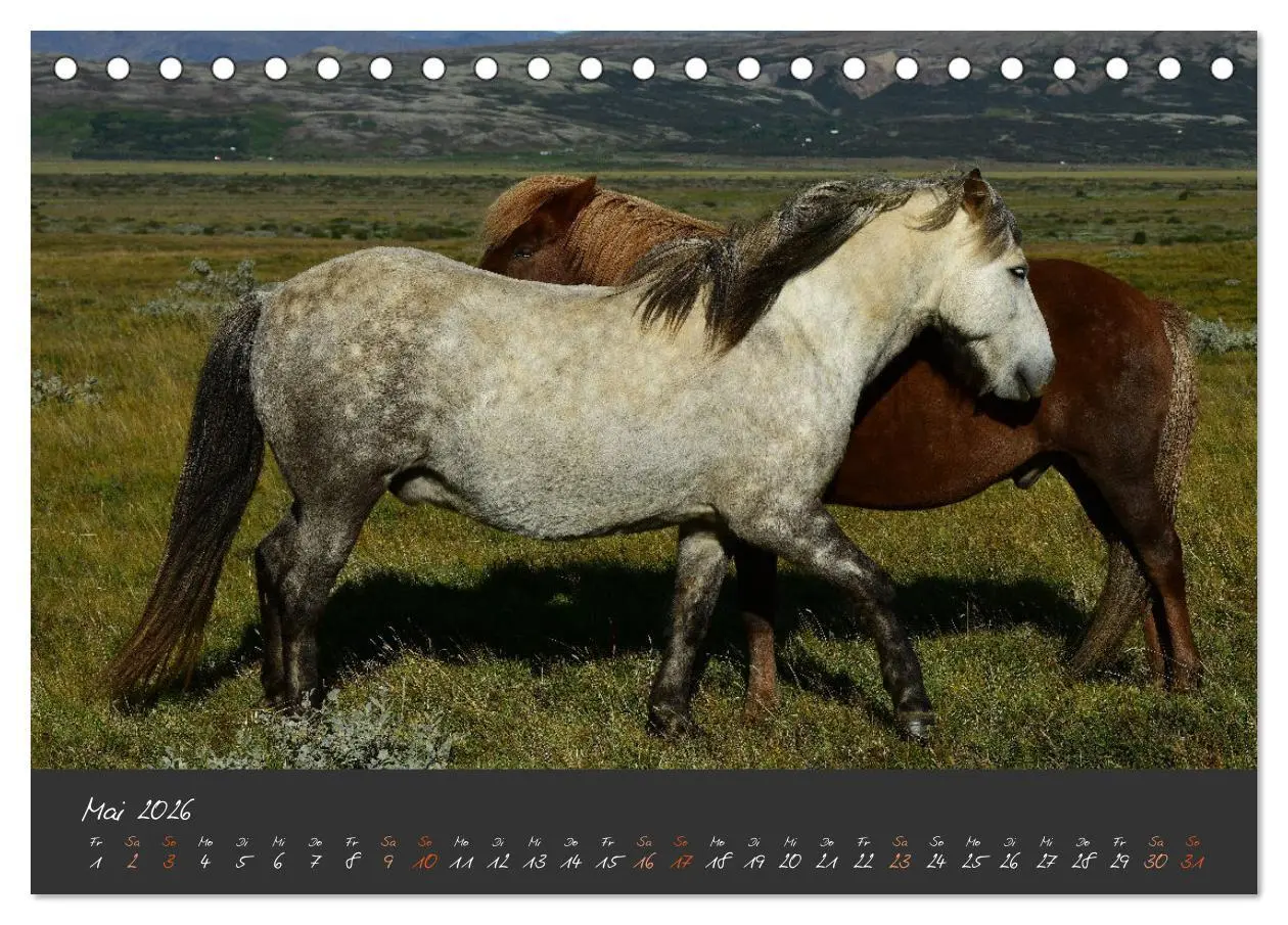 Bild: 9783457322277 | Islandpferde im Isi-Land (Tischkalender 2026 DIN A5 quer), CALVENDO...