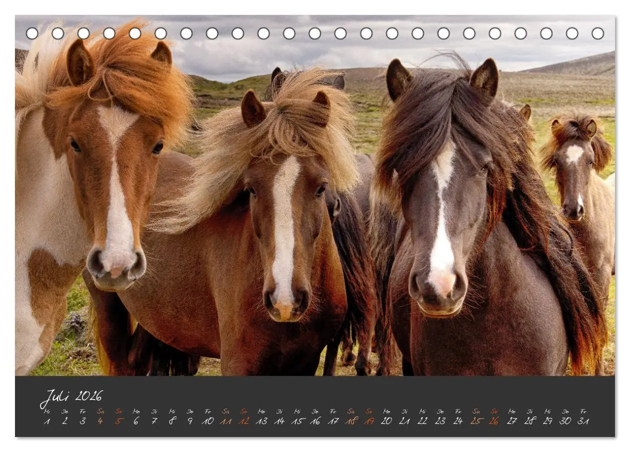 Bild: 9783457322277 | Islandpferde im Isi-Land (Tischkalender 2026 DIN A5 quer), CALVENDO...
