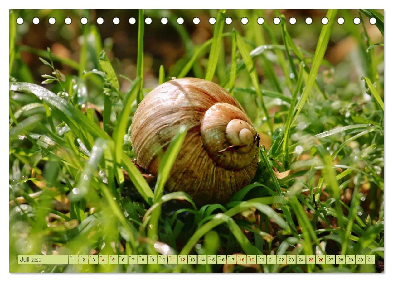 Bild: 9783457482377 | Alles im grünen Bereich (Tischkalender 2026 DIN A5 quer), CALVENDO...