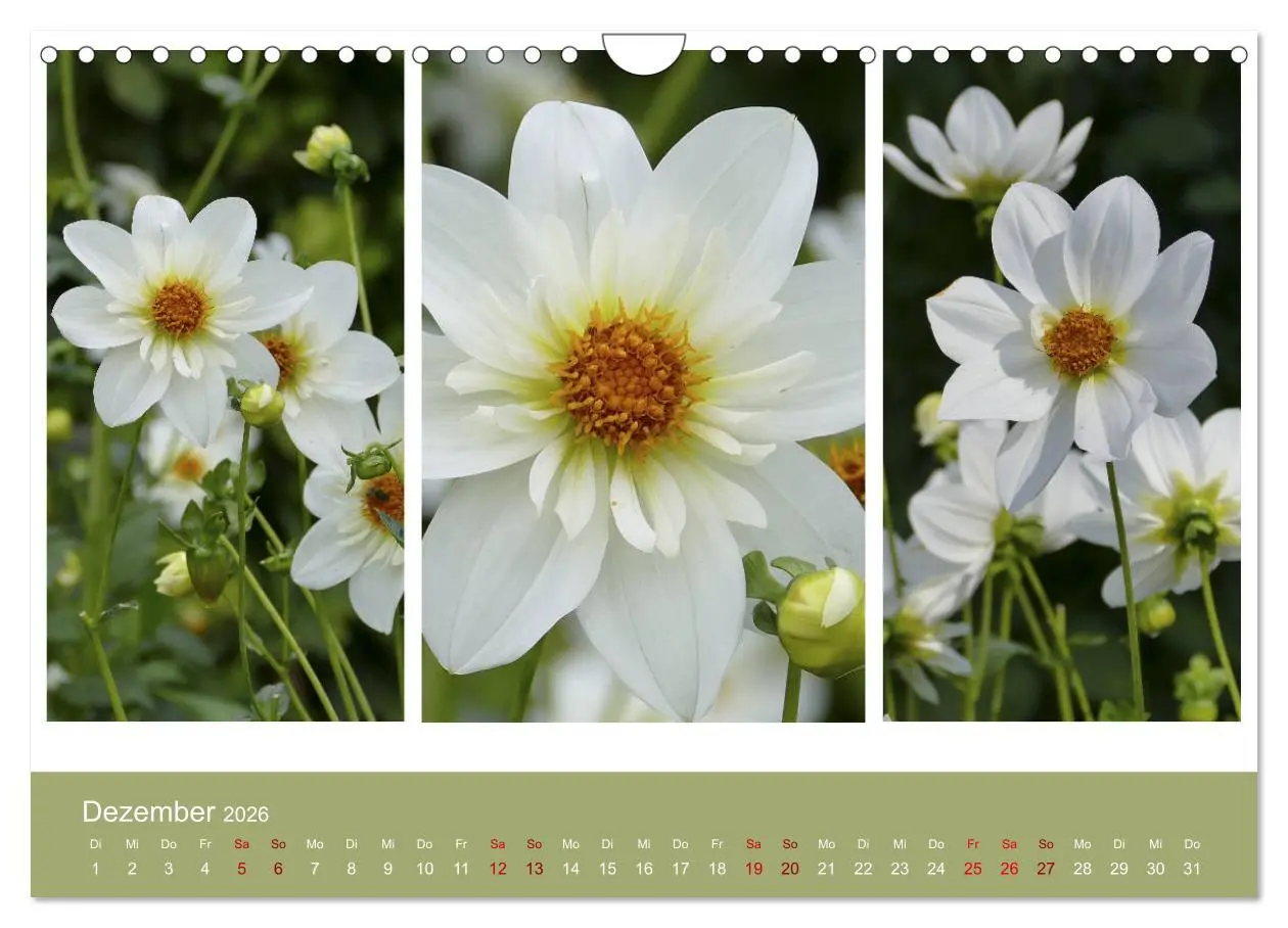 Bild: 9783457862377 | Dahlien-Triplets (Wandkalender 2026 DIN A4 quer), CALVENDO...
