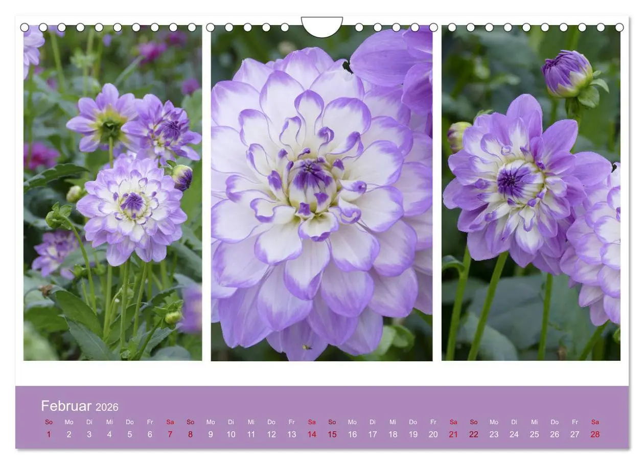Bild: 9783457862377 | Dahlien-Triplets (Wandkalender 2026 DIN A4 quer), CALVENDO...