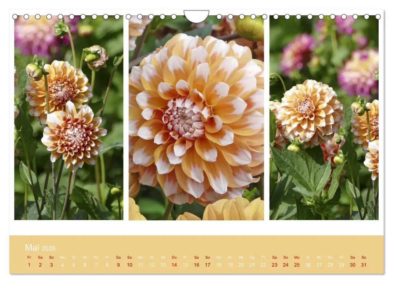 Bild: 9783457862377 | Dahlien-Triplets (Wandkalender 2026 DIN A4 quer), CALVENDO...