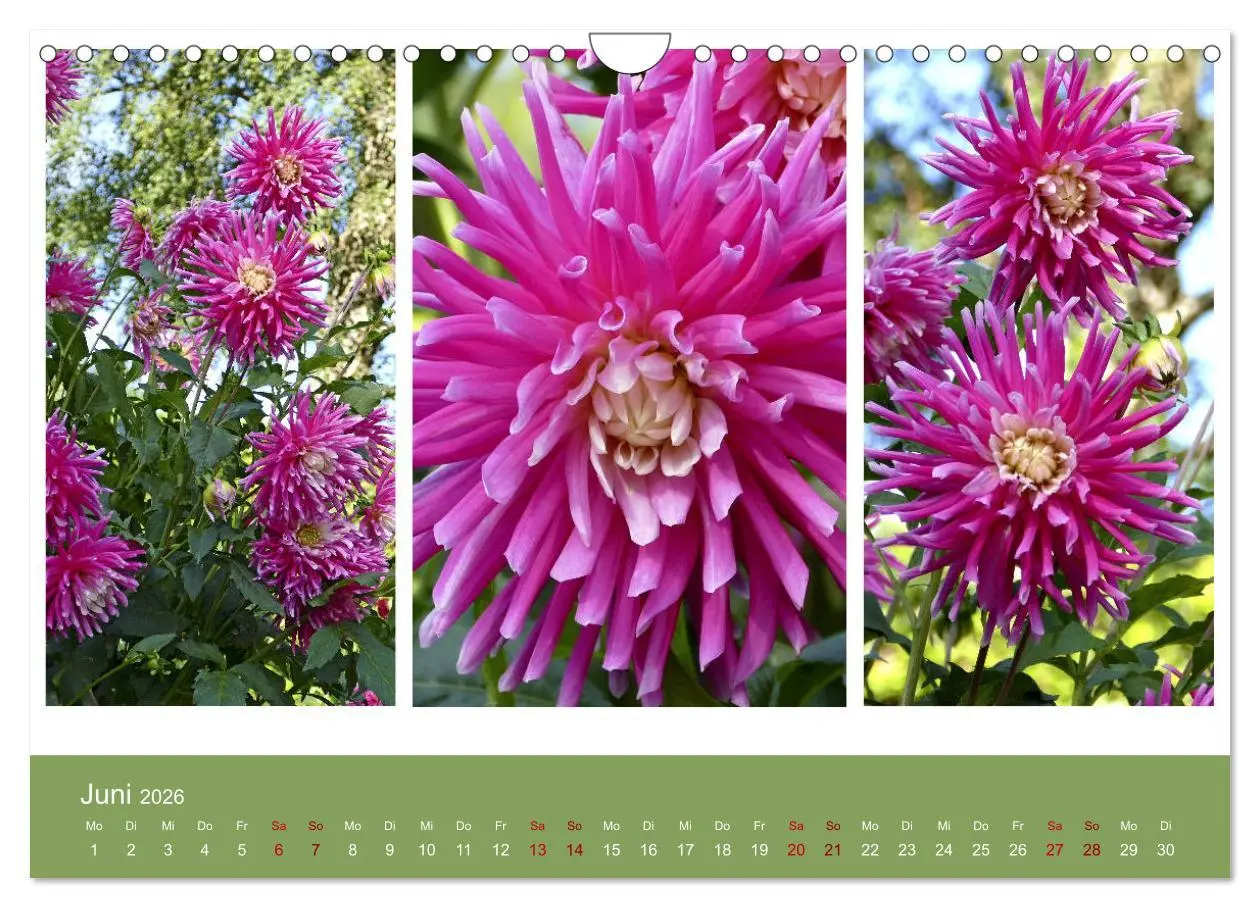 Bild: 9783457862377 | Dahlien-Triplets (Wandkalender 2026 DIN A4 quer), CALVENDO...