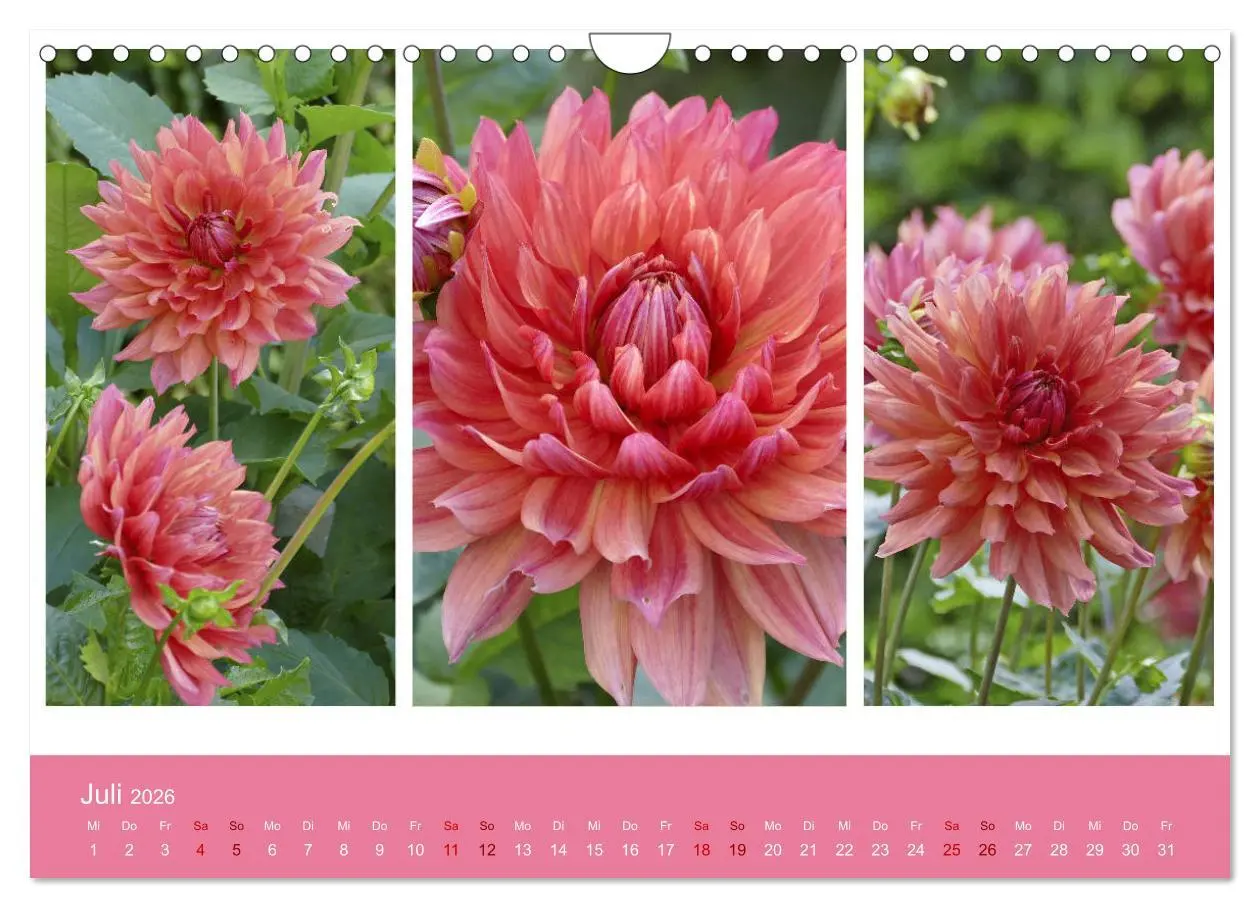Bild: 9783457862377 | Dahlien-Triplets (Wandkalender 2026 DIN A4 quer), CALVENDO...