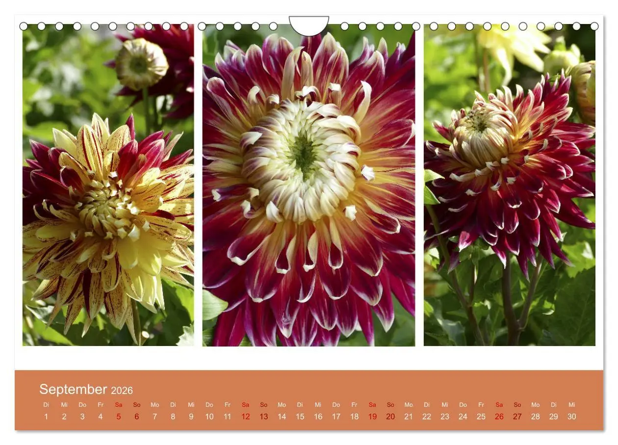 Bild: 9783457862377 | Dahlien-Triplets (Wandkalender 2026 DIN A4 quer), CALVENDO...