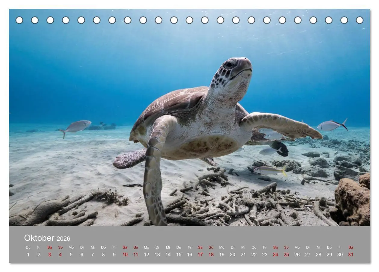 Bild: 9783457842577 | Karibische Meeresschildkröten (Tischkalender 2026 DIN A5 quer),...