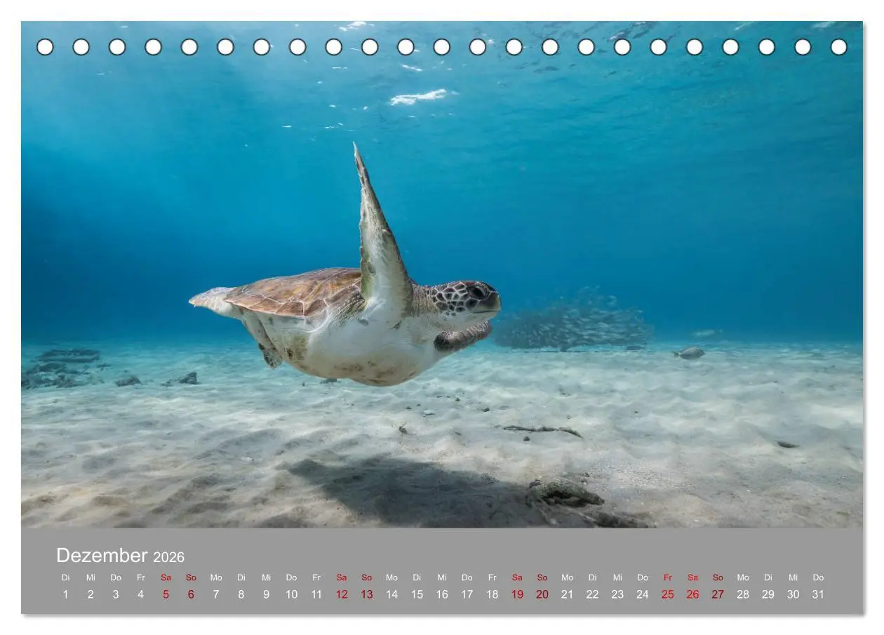 Bild: 9783457842577 | Karibische Meeresschildkröten (Tischkalender 2026 DIN A5 quer),...