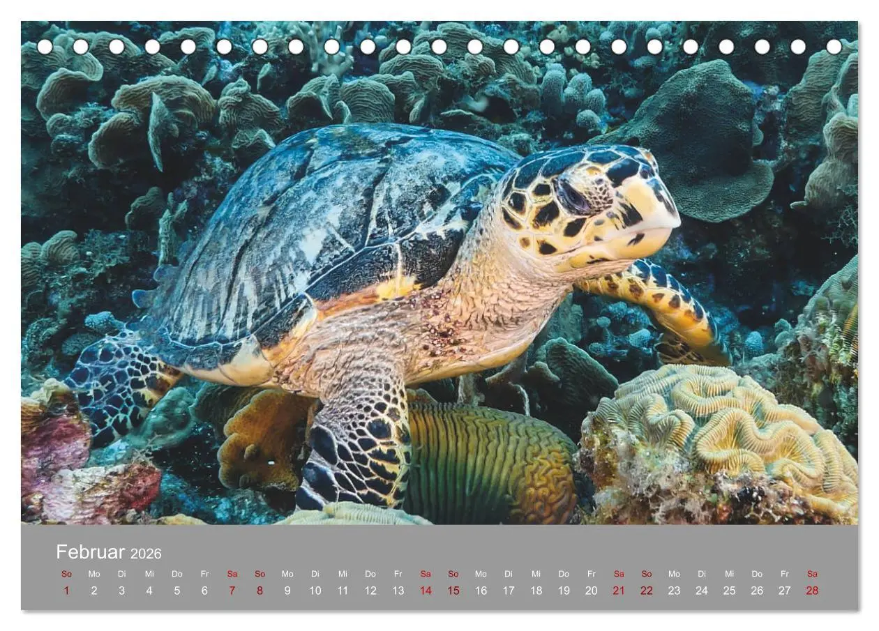 Bild: 9783457842577 | Karibische Meeresschildkröten (Tischkalender 2026 DIN A5 quer),...