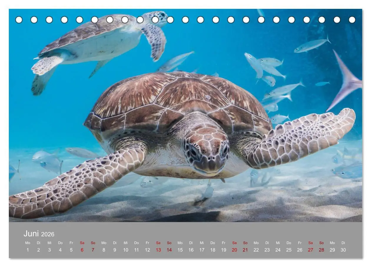 Bild: 9783457842577 | Karibische Meeresschildkröten (Tischkalender 2026 DIN A5 quer),...