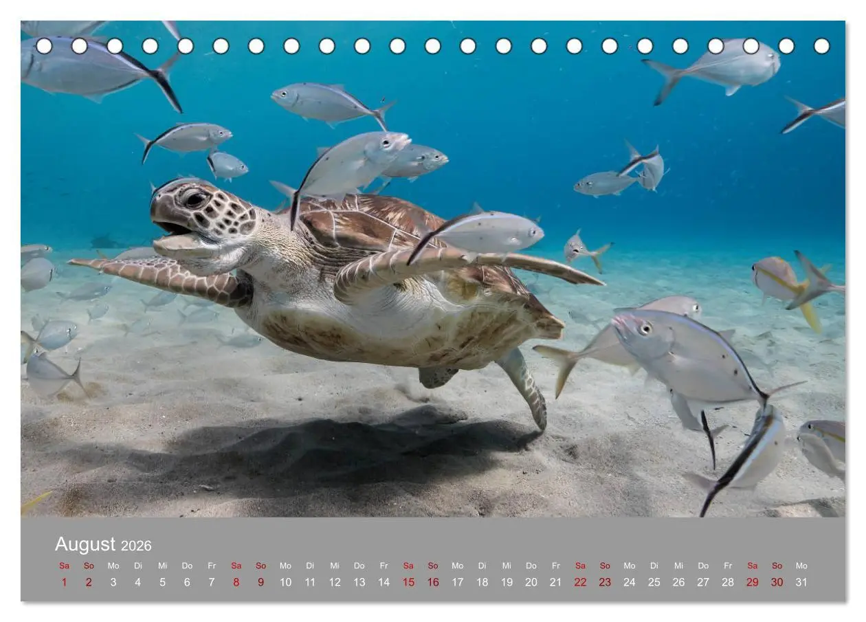Bild: 9783457842577 | Karibische Meeresschildkröten (Tischkalender 2026 DIN A5 quer),...