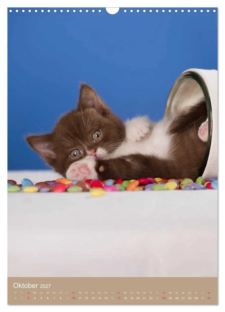 Bild: 9783594152577 | Britisch Kurzhaar Katzenkalender (Wandkalender 2027 DIN A3 hoch),...