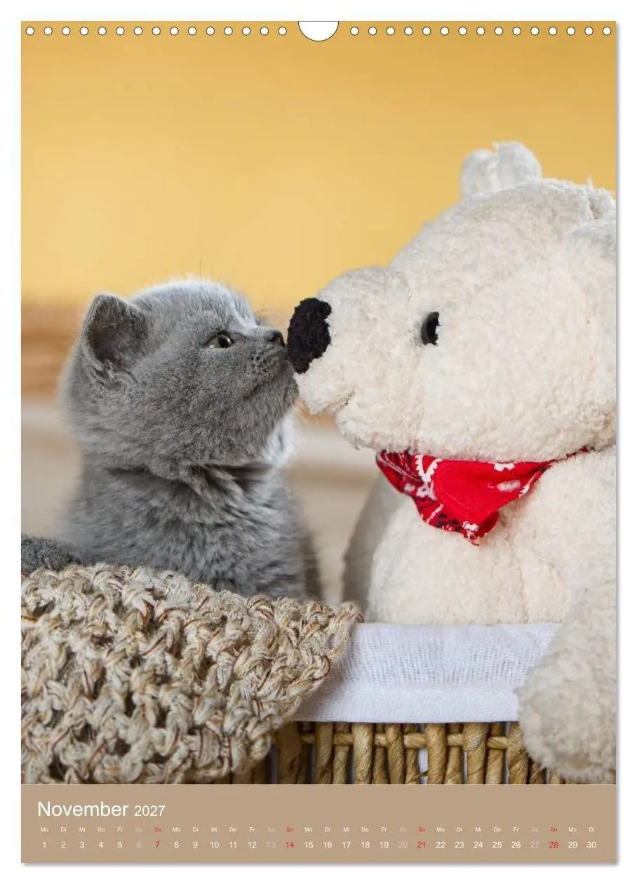 Bild: 9783594152577 | Britisch Kurzhaar Katzenkalender (Wandkalender 2027 DIN A3 hoch),...