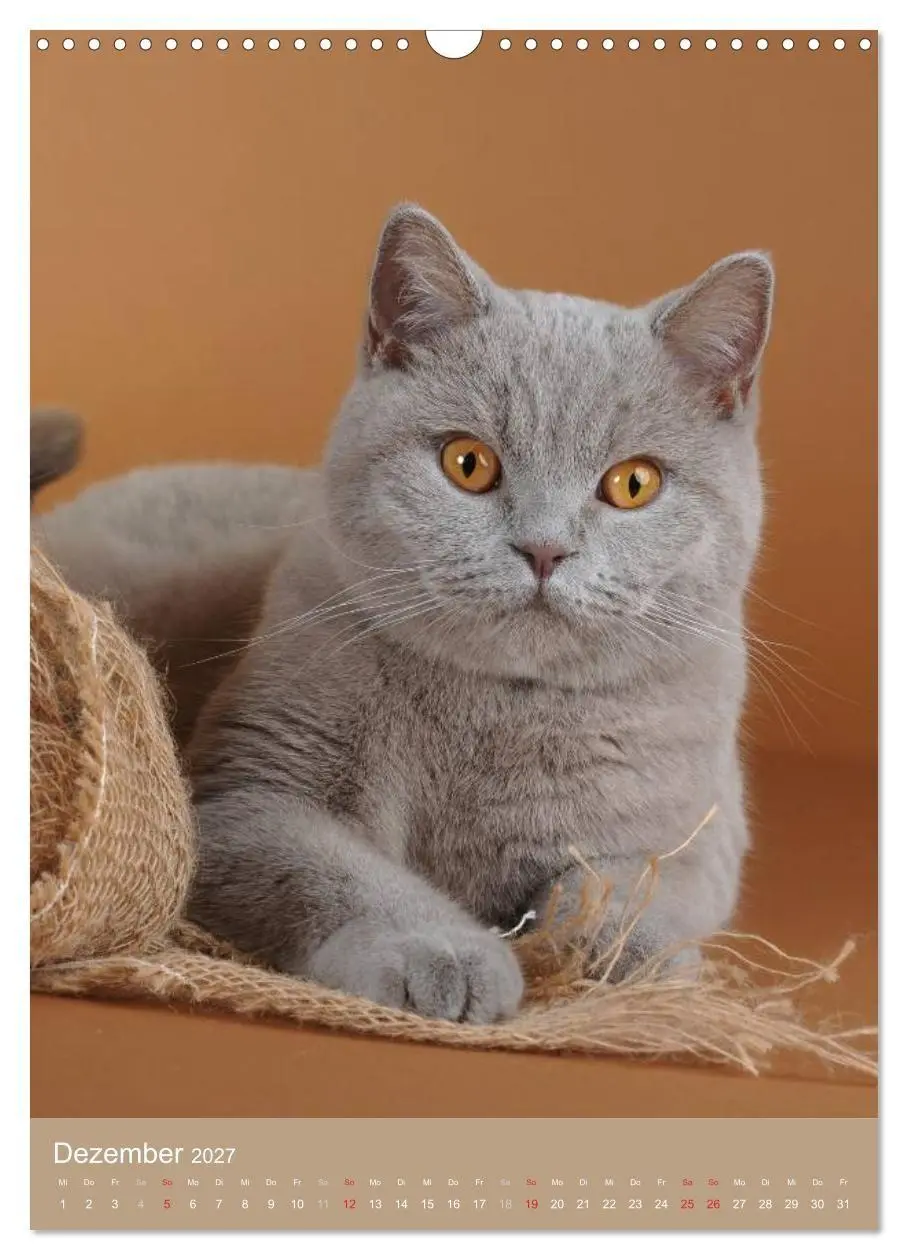 Bild: 9783594152577 | Britisch Kurzhaar Katzenkalender (Wandkalender 2027 DIN A3 hoch),...