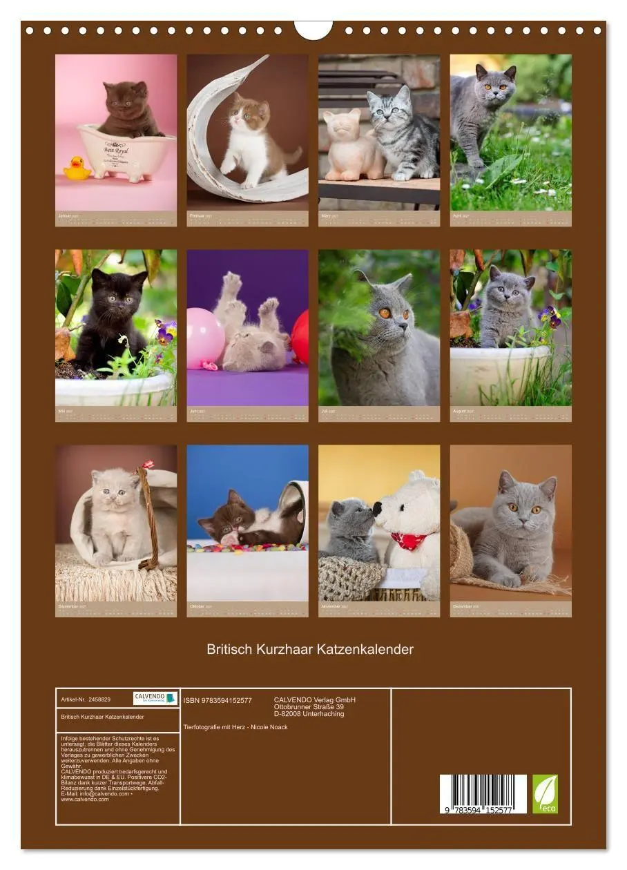 Bild: 9783594152577 | Britisch Kurzhaar Katzenkalender (Wandkalender 2027 DIN A3 hoch),...