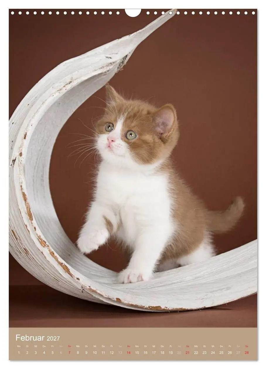 Bild: 9783594152577 | Britisch Kurzhaar Katzenkalender (Wandkalender 2027 DIN A3 hoch),...