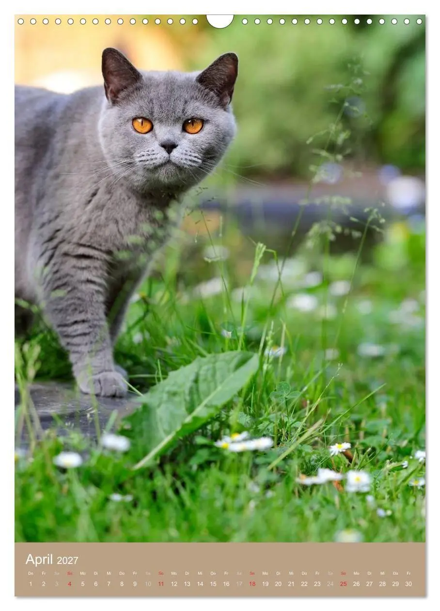 Bild: 9783594152577 | Britisch Kurzhaar Katzenkalender (Wandkalender 2027 DIN A3 hoch),...
