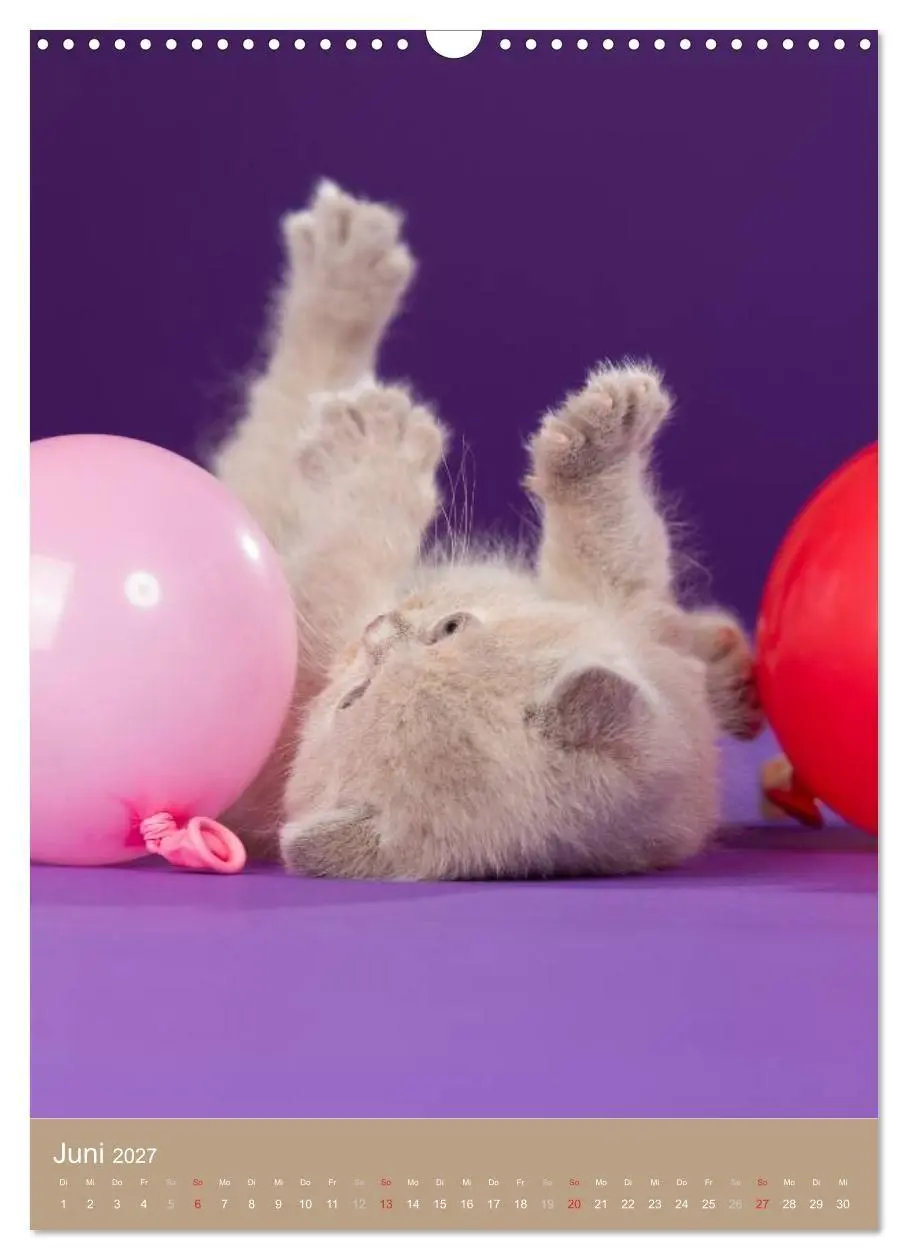 Bild: 9783594152577 | Britisch Kurzhaar Katzenkalender (Wandkalender 2027 DIN A3 hoch),...