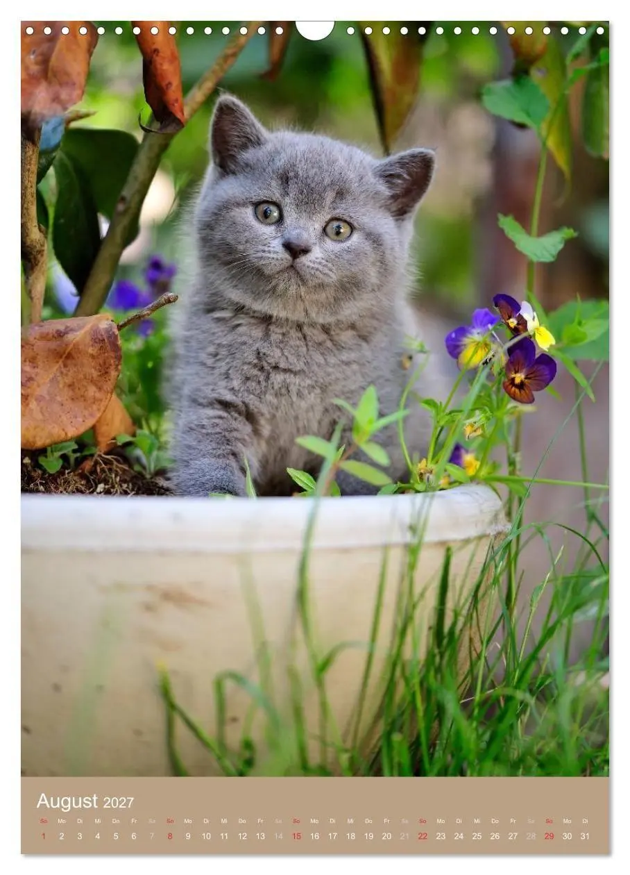Bild: 9783594152577 | Britisch Kurzhaar Katzenkalender (Wandkalender 2027 DIN A3 hoch),...