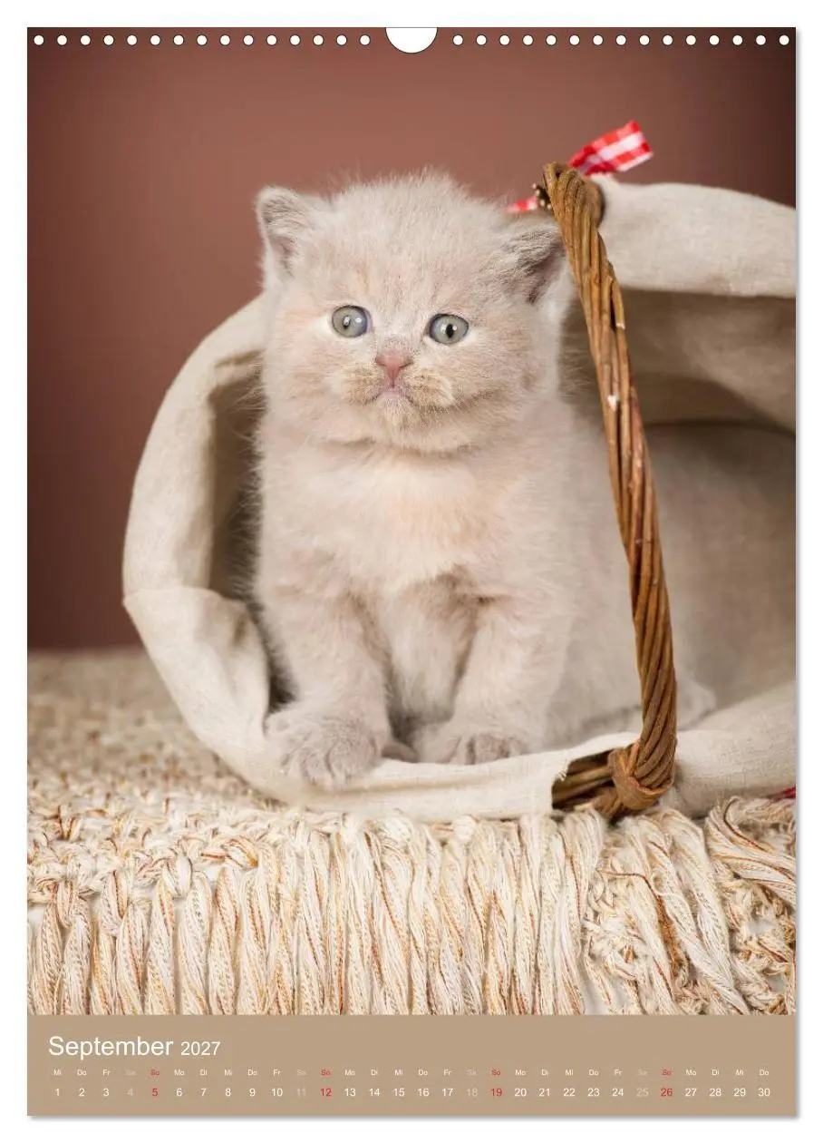 Bild: 9783594152577 | Britisch Kurzhaar Katzenkalender (Wandkalender 2027 DIN A3 hoch),...