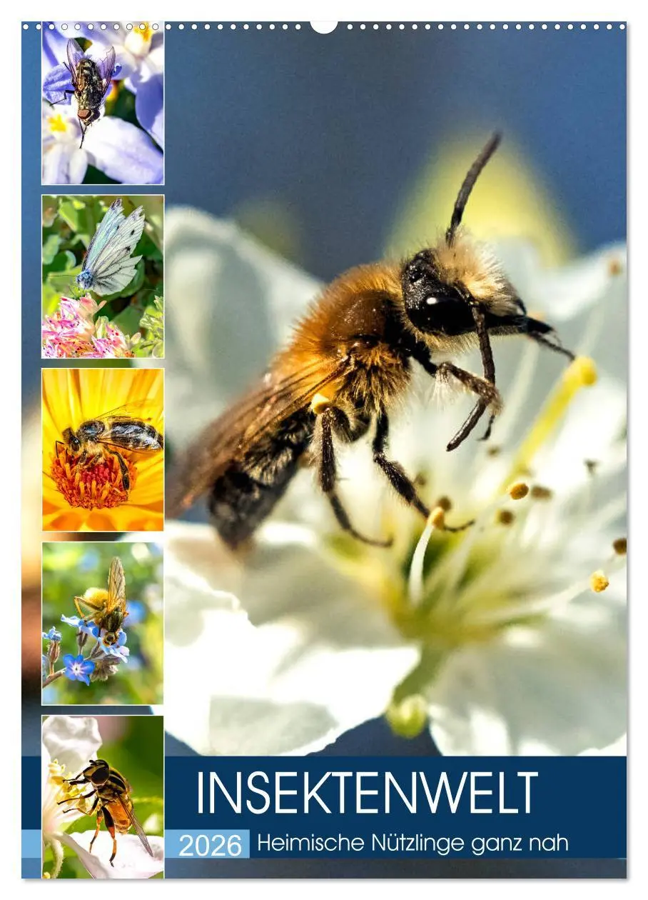 Cover: 9783516392777 | INSEKTENWELT - Heimische Nützlinge ganz nah (Wandkalender 2026 DIN...