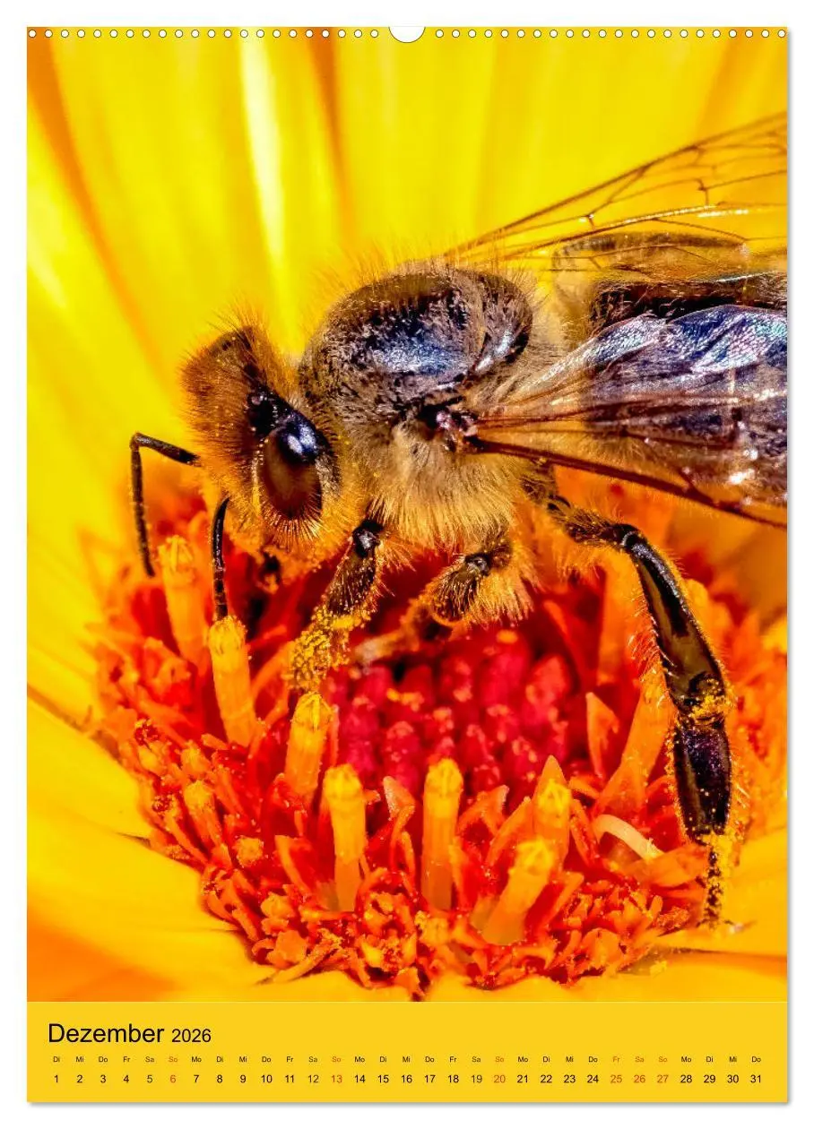 Bild: 9783516392777 | INSEKTENWELT - Heimische Nützlinge ganz nah (Wandkalender 2026 DIN...