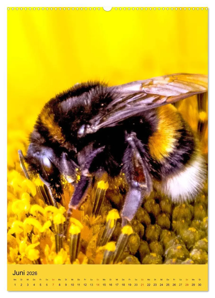 Bild: 9783516392777 | INSEKTENWELT - Heimische Nützlinge ganz nah (Wandkalender 2026 DIN...