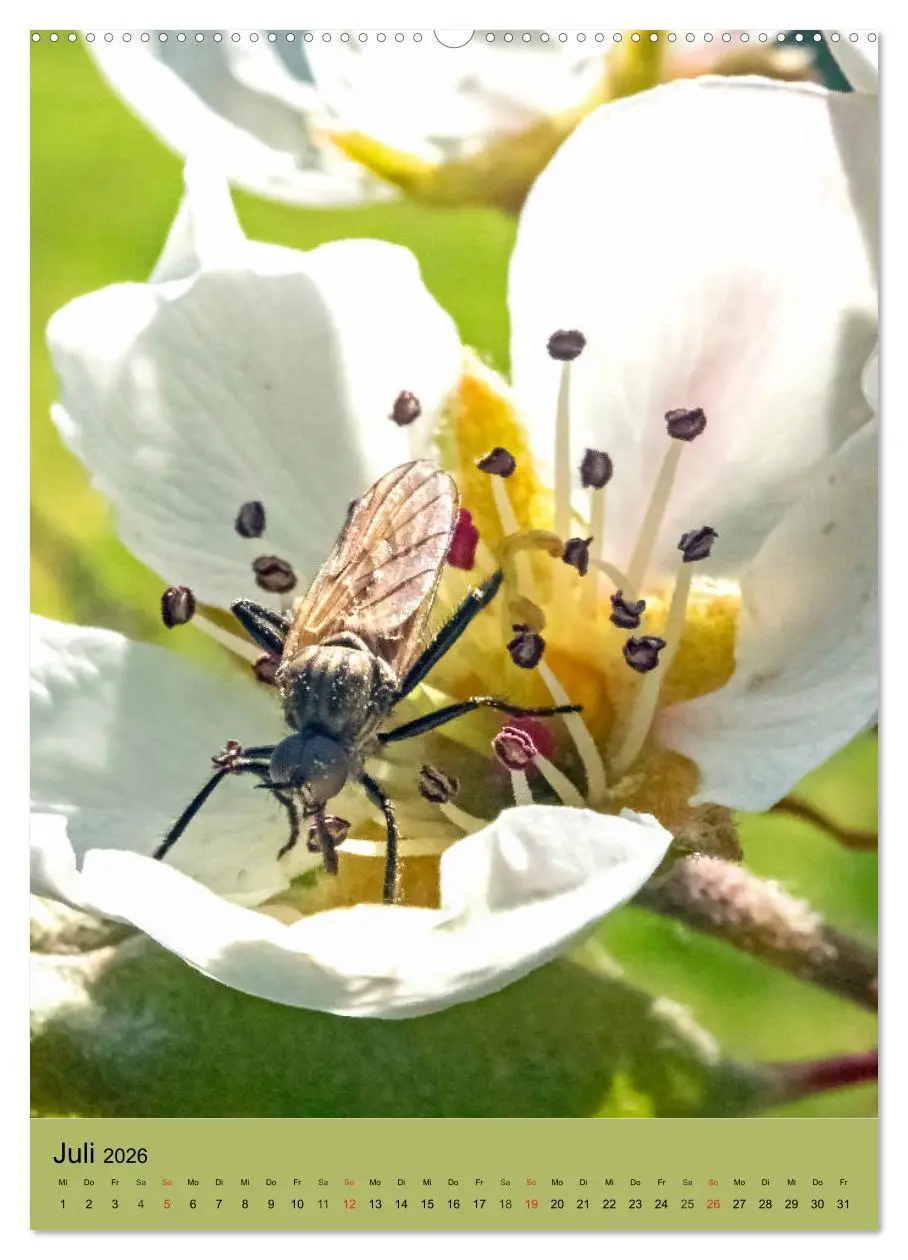 Bild: 9783516392777 | INSEKTENWELT - Heimische Nützlinge ganz nah (Wandkalender 2026 DIN...