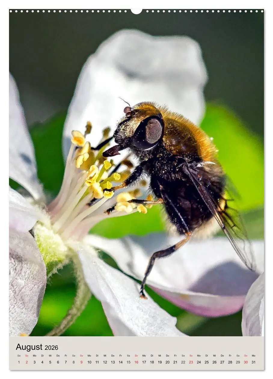 Bild: 9783516392777 | INSEKTENWELT - Heimische Nützlinge ganz nah (Wandkalender 2026 DIN...