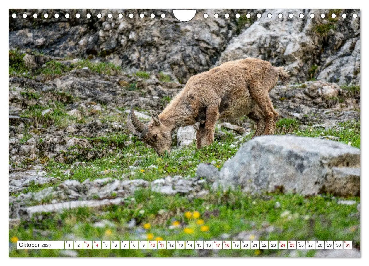 Bild: 9783457352977 | Steinböcke - Majestätische Tiere der Alpen (Wandkalender 2026 DIN...