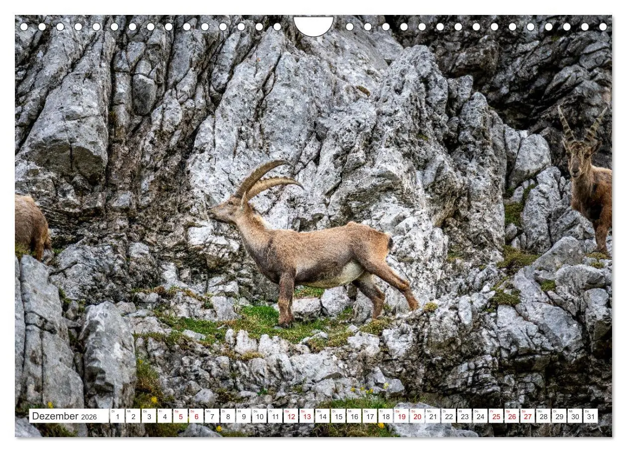 Bild: 9783457352977 | Steinböcke - Majestätische Tiere der Alpen (Wandkalender 2026 DIN...