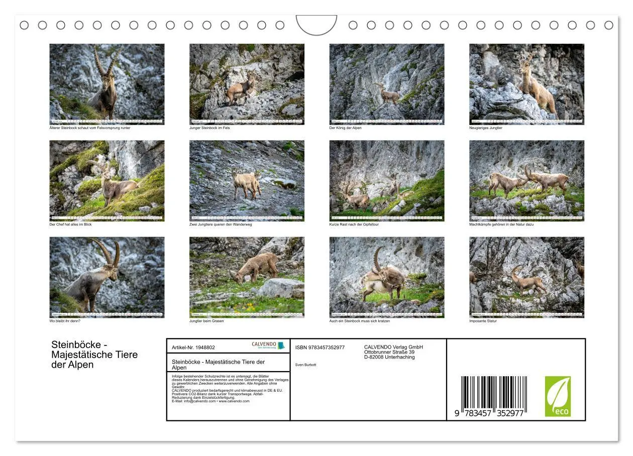 Bild: 9783457352977 | Steinböcke - Majestätische Tiere der Alpen (Wandkalender 2026 DIN...