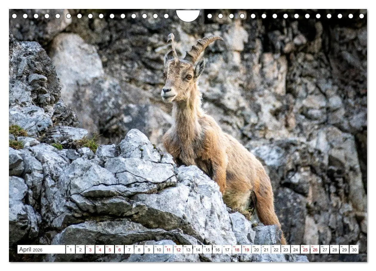 Bild: 9783457352977 | Steinböcke - Majestätische Tiere der Alpen (Wandkalender 2026 DIN...