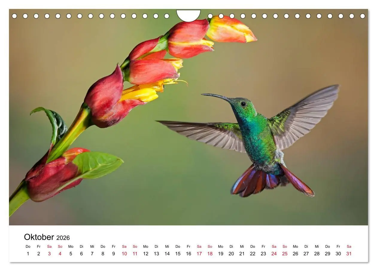 Bild: 9783516062977 | Kolibris - Juwelen der Lüfte (Wandkalender 2026 DIN A4 quer),...