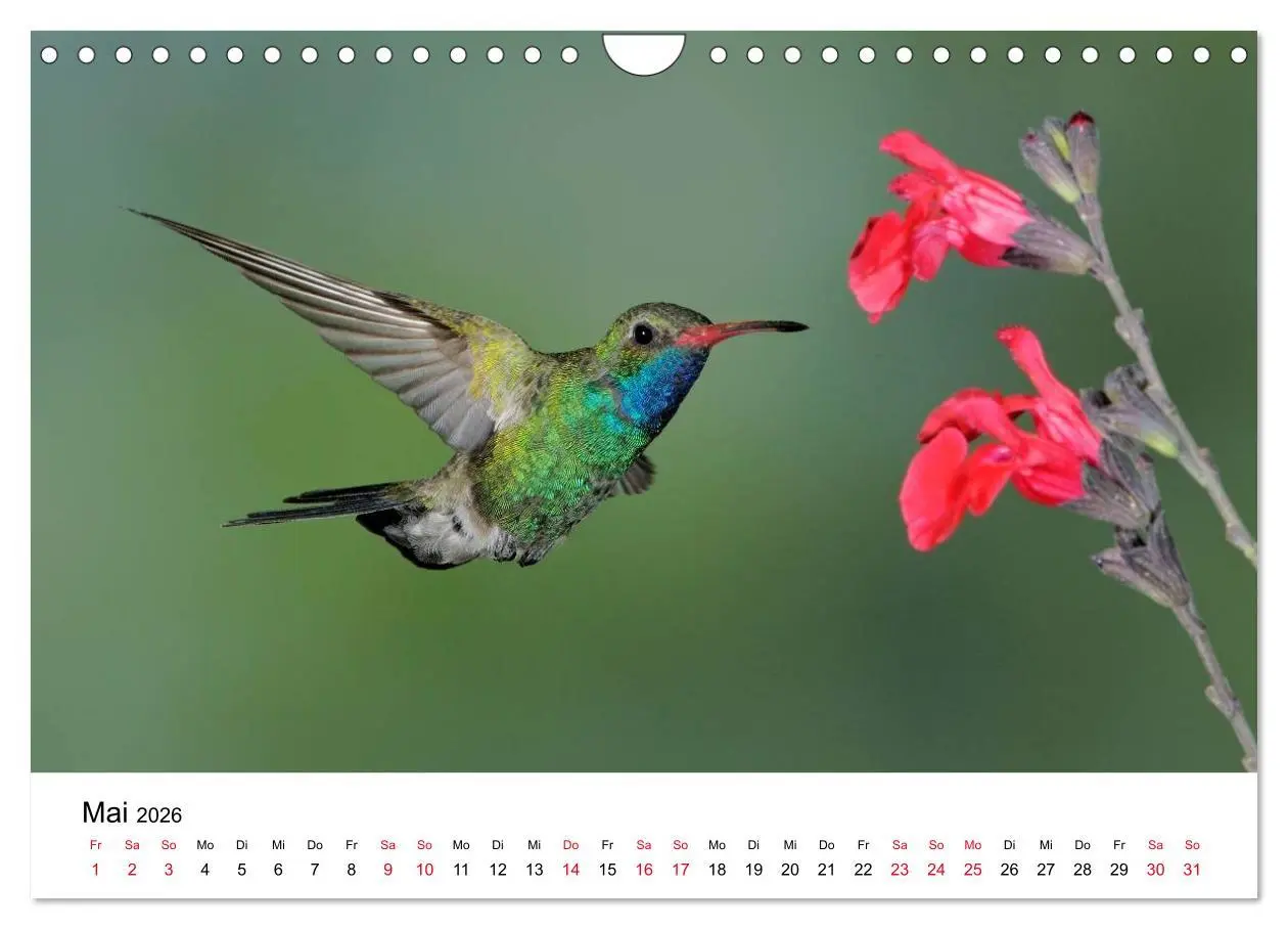 Bild: 9783516062977 | Kolibris - Juwelen der Lüfte (Wandkalender 2026 DIN A4 quer),...