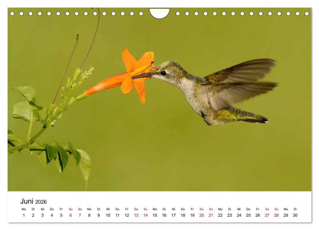 Bild: 9783516062977 | Kolibris - Juwelen der Lüfte (Wandkalender 2026 DIN A4 quer),...