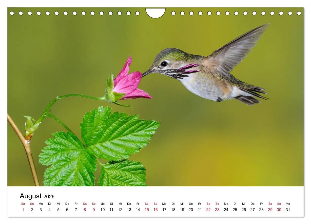 Bild: 9783516062977 | Kolibris - Juwelen der Lüfte (Wandkalender 2026 DIN A4 quer),...